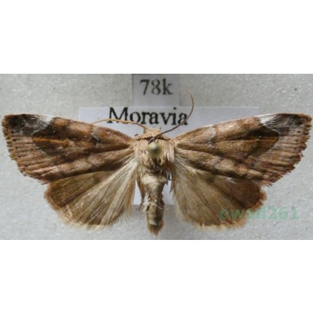 Cosmia diffinis (Linnaeus, 1767) Czech78k